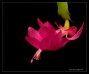 Flower of Caktus